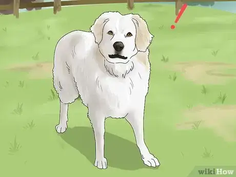 Image titled Identify a Great Pyrenees Step 14