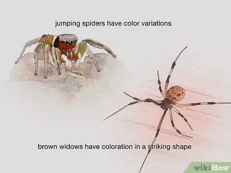 Image titled Identify Spiders Step 5