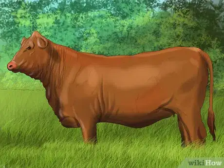 Image titled Identify Brangus Cattle Step 2