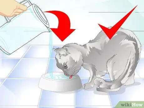 Image titled Get Rid of Cat Dandruff Step 11