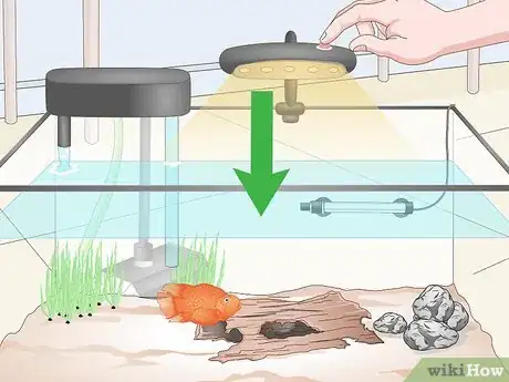 Image titled Keep Parrot Cichlids Step 8