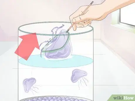 Image titled Start a Jellyfish Tank Step 17