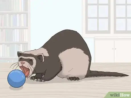 Image titled Train Your Ferret to Walk on a Leash Step 7