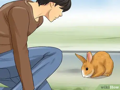 Image titled Walk a Rabbit Step 10