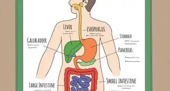 Draw a Model of the Digestive System