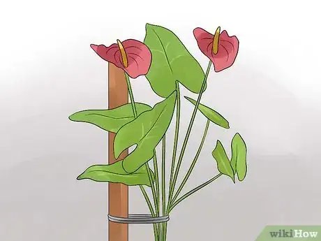 Image titled Grow Anthurium Plants Step 6