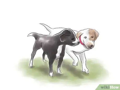 Image titled Train a Pit Bull Step 12