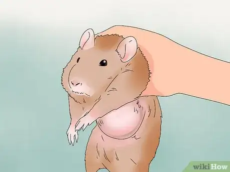 Image titled Take Care of a Rat with Cancer Step 2