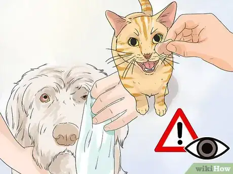 Image titled Eliminate Tear Stains on Cats and Dogs Step 12