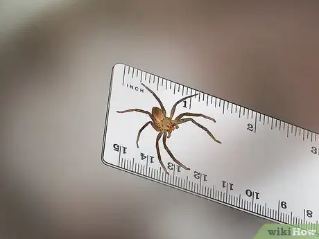 Image titled Identify a Banana Spider Step 7