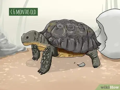 Image titled Tell the Age of a Tortoise Step 2