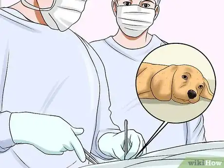 Image titled Make a Dog Stop Biting Step 1