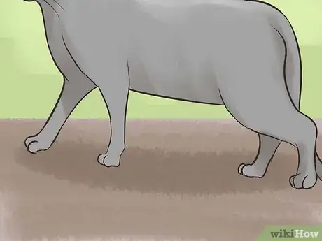 Image titled Identify a Korat Cat Step 8