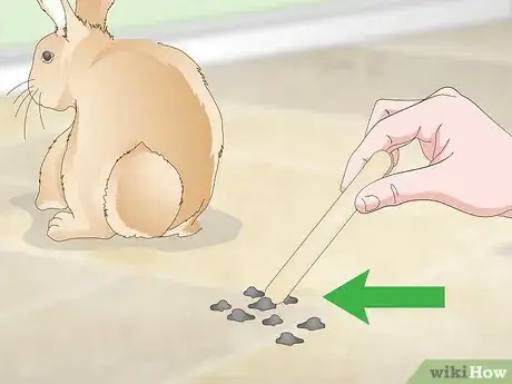 Image titled Determine Whether to Have Your Rabbit Neutered Step 11