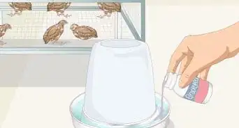Know if Your Quail Is Sick