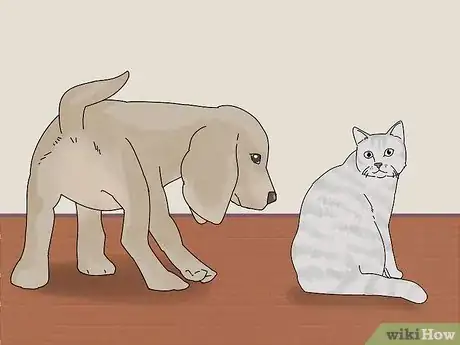 Image titled Make a Cat and Dog Get Along Step 2