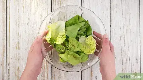 Image titled Grow Lettuce from an Old Lettuce Stem Step 10