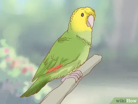 Image titled Identify Parrots Step 5