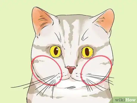 Image titled Identify an American Shorthair Cat Step 2