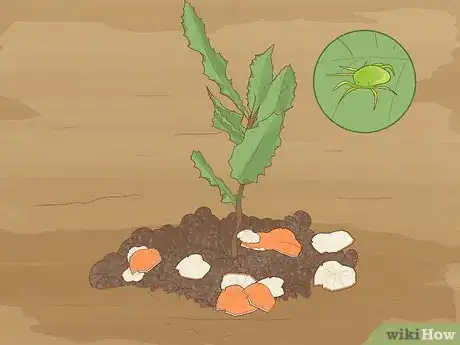 Image titled Grow Macadamia Nuts Step 15