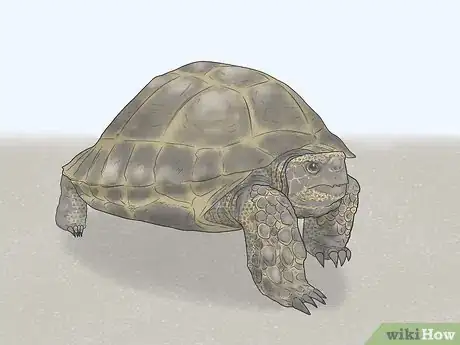 Image titled Identify Turtles Step 9