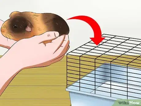 Image titled Pick Up a Guinea Pig Step 10