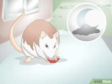 Image titled Help Your Fat Rat Lose Weight Step 4