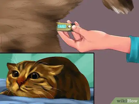 Image titled Identify and Treat Eclampsia in Cats Step 5
