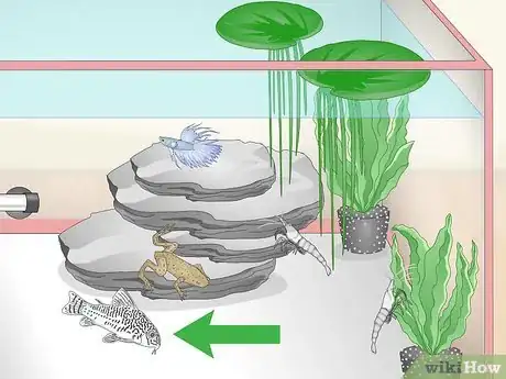 Image titled Care for a Crowntail Betta Fish Step 15