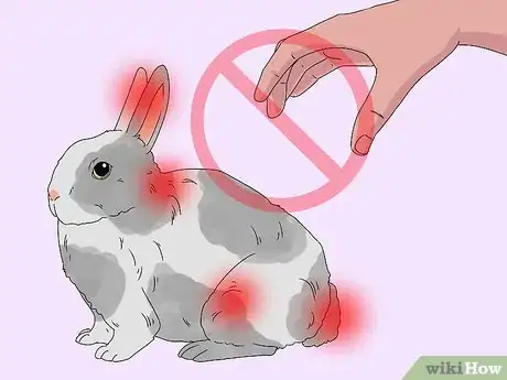 Image titled Pick up a Rabbit Step 2