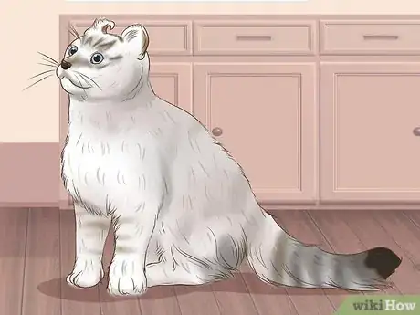 Image titled Identify an American Curl Cat Step 1