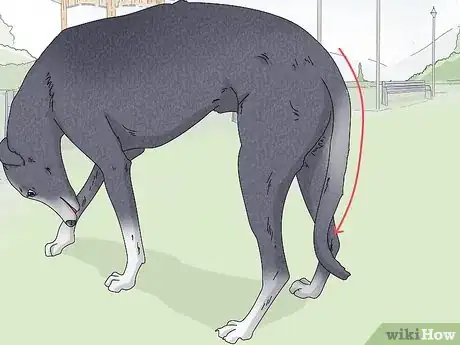 Image titled Identify a Greyhound Step 5