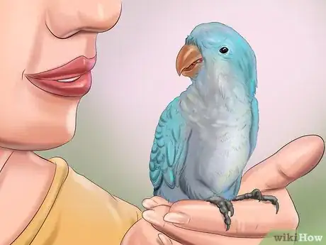 Image titled Take Care of a Quaker Parrot Step 11
