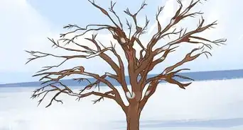 Identify an Elm Tree