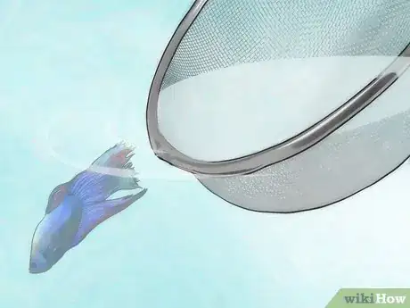 Image titled Change Your Betta Fish Water Step 11