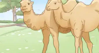 Care for a Camel