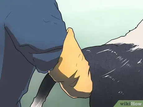 Image titled Detect Pregnancy in Cows and Heifers with Rectal Palpation Step 5