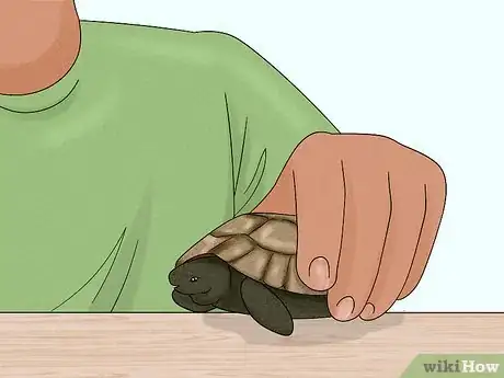 Image titled Handle a Tortoise Step 9