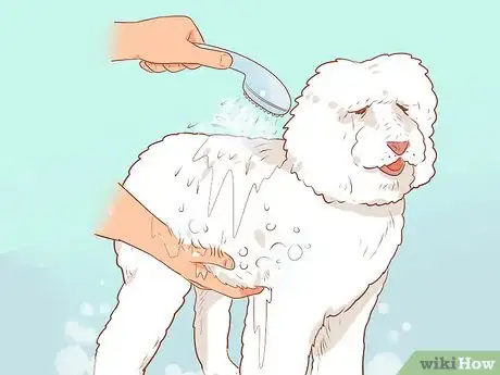 Image titled Full Scissor a Poodle by Hand Step 5