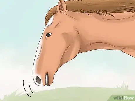 Image titled Talk to Your Horse Step 14