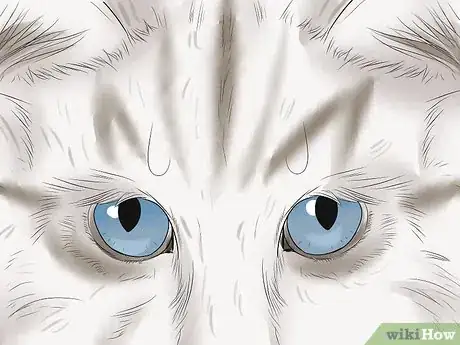 Image titled Identify an American Curl Cat Step 6