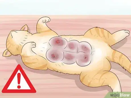 Image titled Control Feline Heat Cycles with Megestrol Acetate Step 3