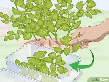 Image titled Prune Oregano Step 5