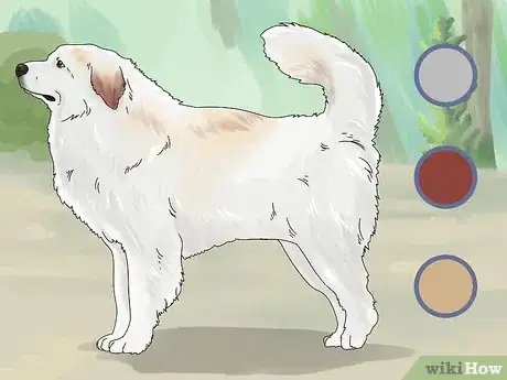 Image titled Identify a Great Pyrenees Step 10