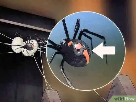 Image titled Identify Spiders Step 8