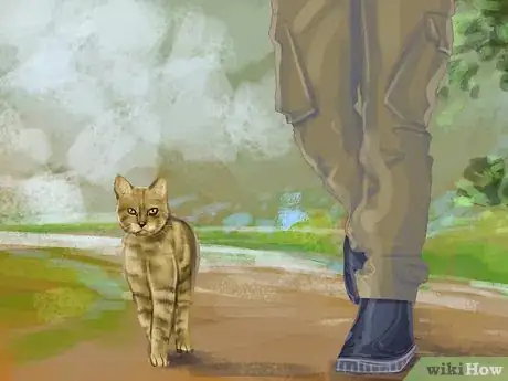 Image titled Identify a Pixiebob Cat Step 7