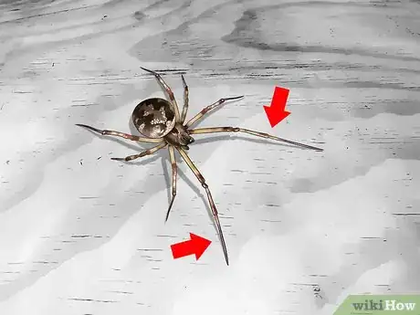 Image titled Identify a Cobweb Spider Step 1