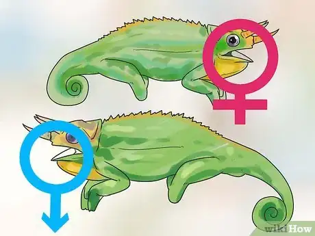 Image titled Tell if a Chameleon Is Male or Female Step 7