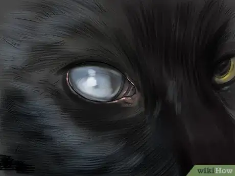 Image titled Treat Vision Problems in Senior Cats Step 4