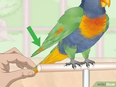 Image titled Treat Psittacine Beak and Feather Disease in Lories and Lorikeets Step 3